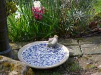 Bird bath at Pilot's B and B